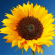 Sommer